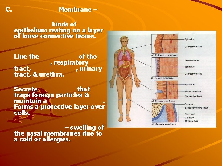 C. Membrane – kinds of epithelium resting on a layer of loose connective tissue.
