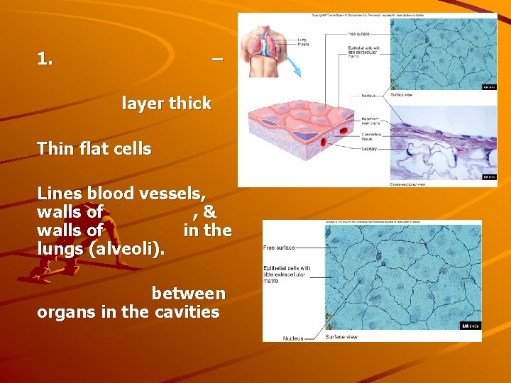 1. – layer thick Thin flat cells Lines blood vessels, walls of , &