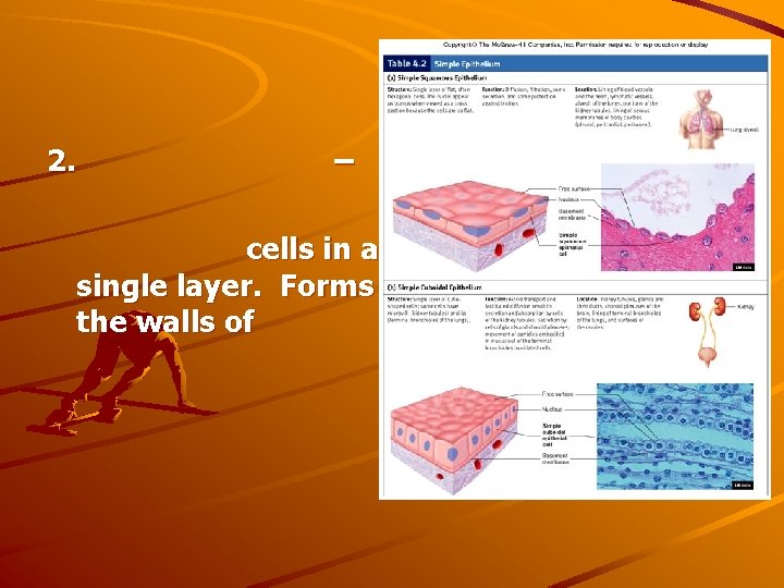 2. – cells in a single layer. Forms the walls of 