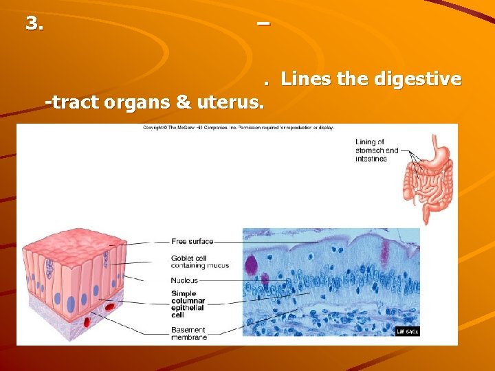 3. – . Lines the digestive -tract organs & uterus. 