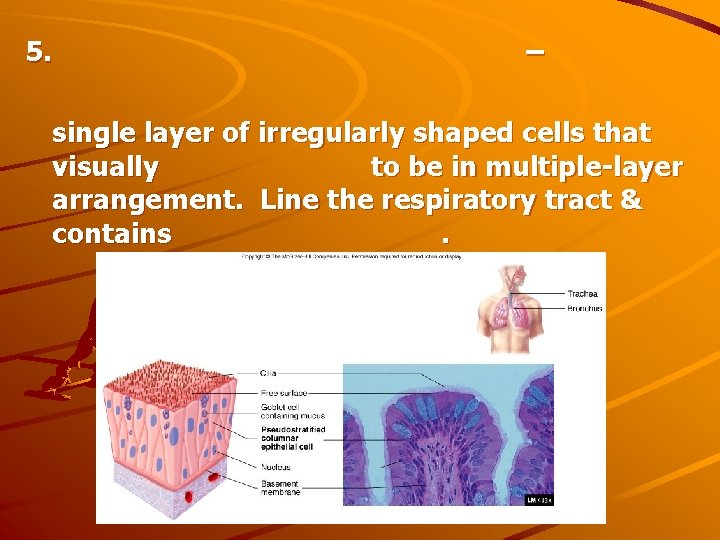 5. – single layer of irregularly shaped cells that visually to be in multiple-layer