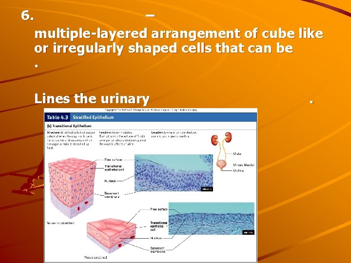 6. – multiple-layered arrangement of cube like or irregularly shaped cells that can be.