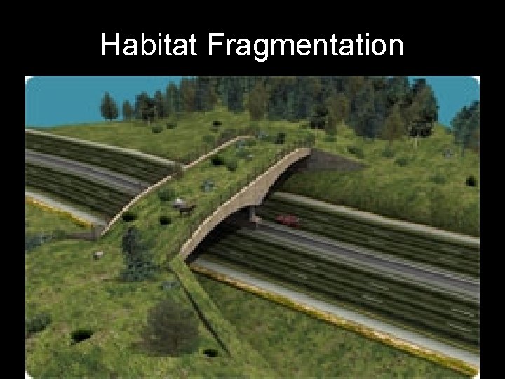 Habitat Fragmentation 