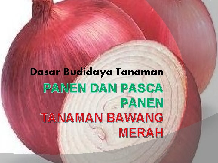 Dasar Budidaya Tanaman PANEN DAN PASCA PANEN TANAMAN BAWANG MERAH 