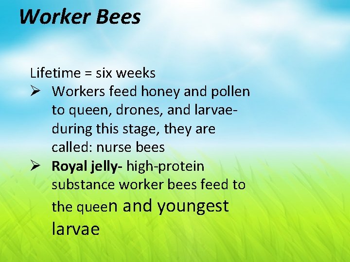 Worker Bees Lifetime = six weeks Ø Workers feed honey and pollen to queen,