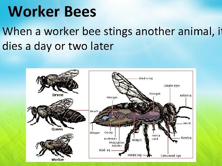 Worker Bees When a worker bee stings another animal, it dies a day or