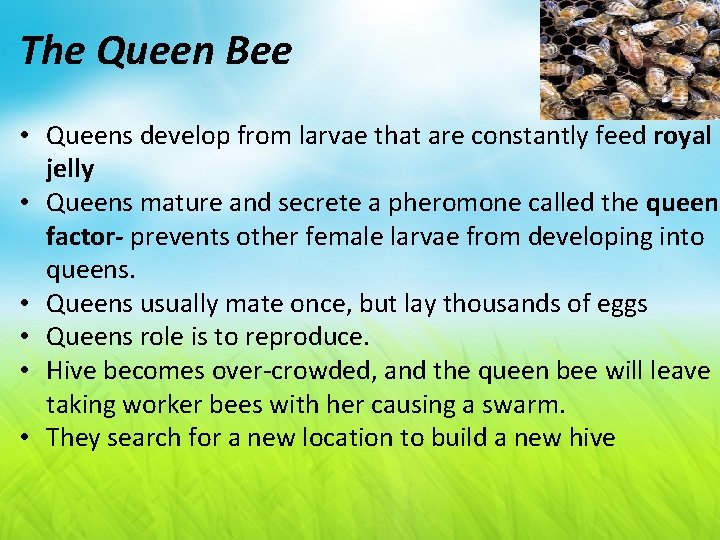 The Queen Bee • Queens develop from larvae that are constantly feed royal jelly