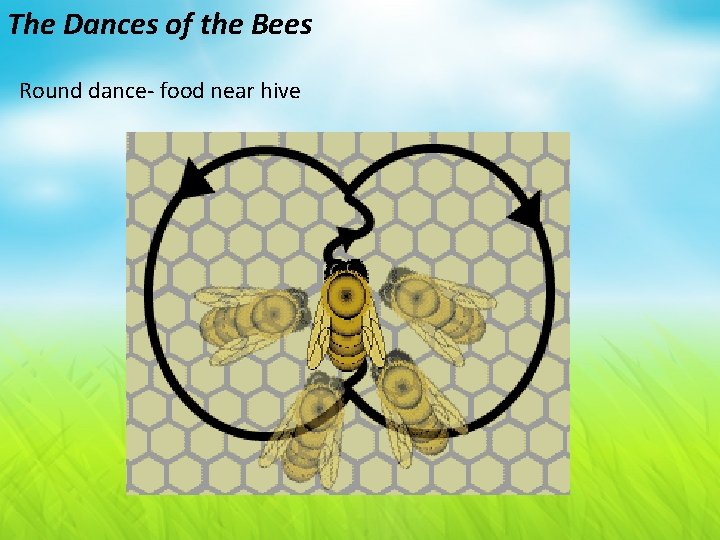 The Dances of the Bees Round dance- food near hive 