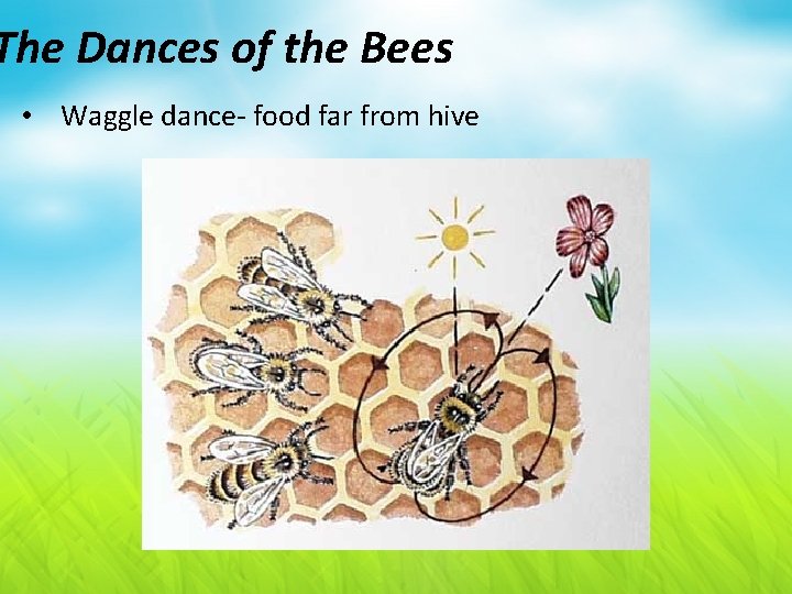 The Dances of the Bees • Waggle dance- food far from hive 