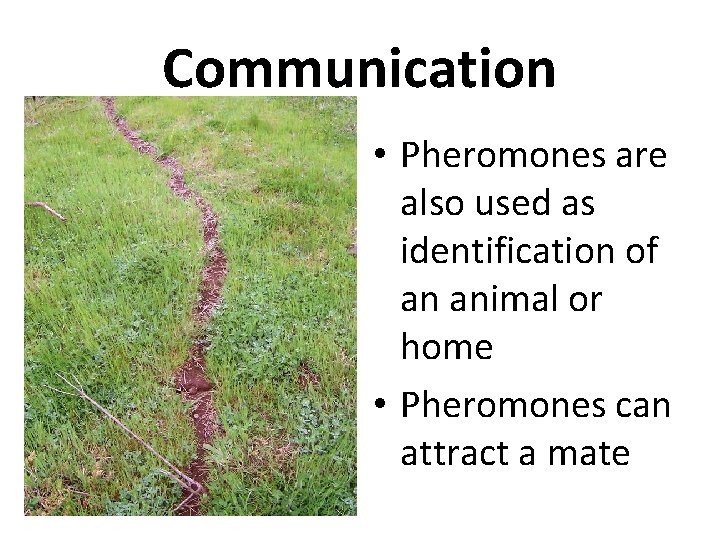 Communication • Pheromones are also used as identification of an animal or home •