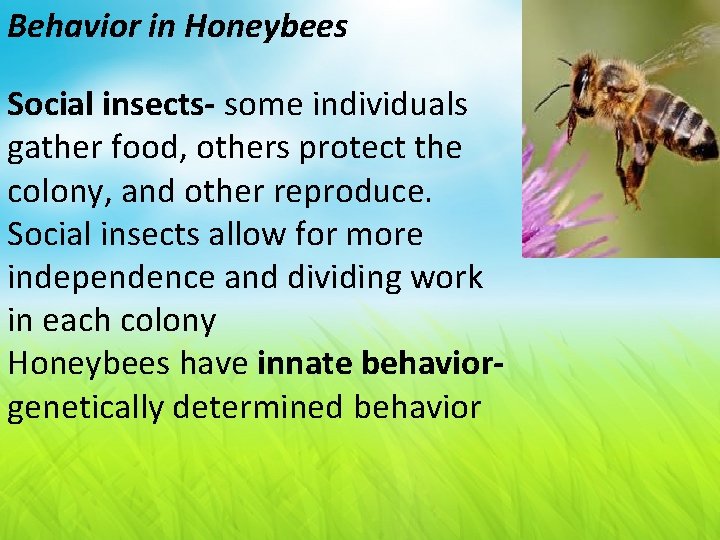 Behavior in Honeybees Social insects- some individuals gather food, others protect the colony, and