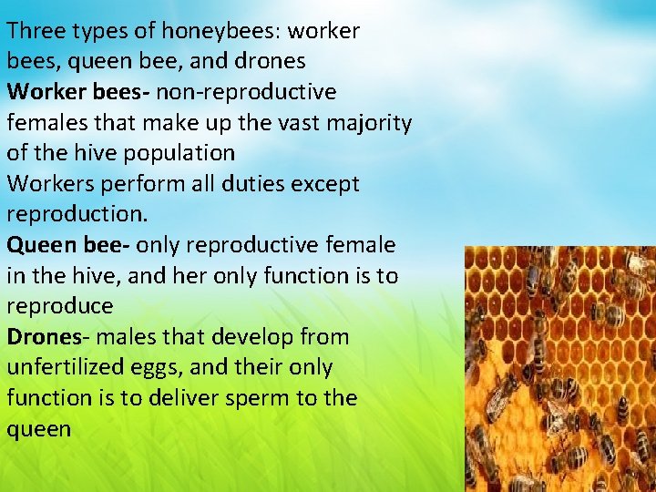 Three types of honeybees: worker bees, queen bee, and drones Worker bees- non-reproductive females