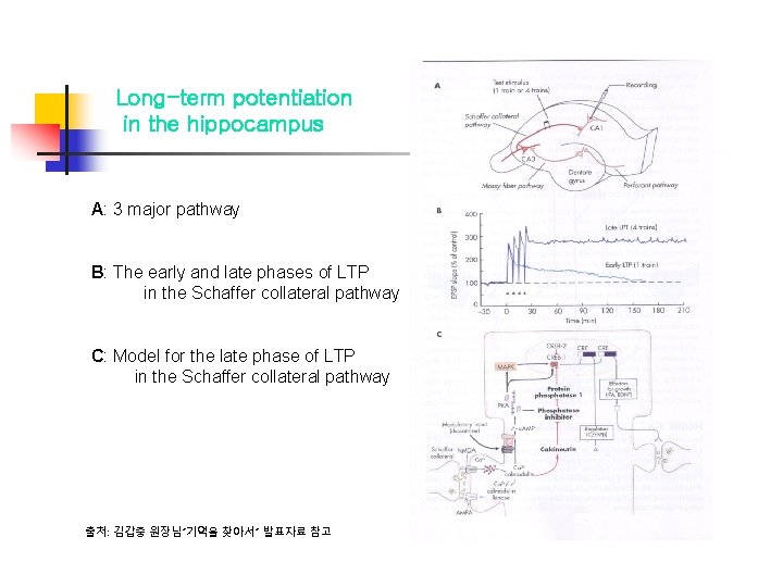 Long-term potentiation in the hippocampus A: 3 major pathway B: The early and late