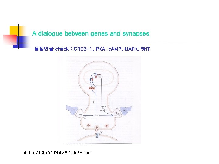 A dialogue between genes and synapses 등장인물 check : CREB-1, PKA, c. AMP, MAPK,