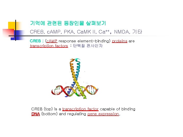 기억에 관련된 등장인물 살펴보기 CREB, c. AMP, PKA, Ca. MK II, Ca++, NMDA, 기타