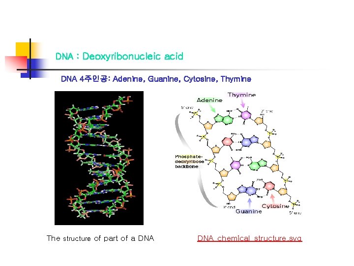 DNA : Deoxyribonucleic acid DNA 4주인공: Adenine, Guanine, Cytosine, Thymine The structure of part