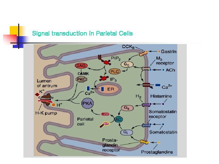 Signal transduction in Parietal Cells CAMK 