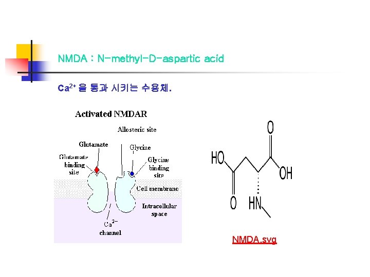 NMDA : N-methyl-D-aspartic acid Ca 2+ 을 통과 시키는 수용체. NMDA. svg 