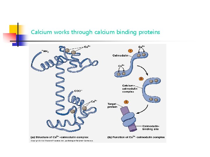 Calcium works through calcium binding proteins 