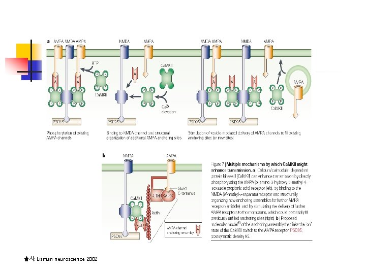 출처: Lisman neuroscience 2002 