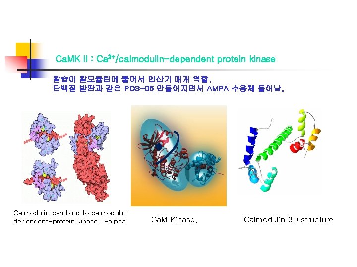 Ca. MK II : Ca 2+/calmodulin-dependent protein kinase 칼슘이 칼모듈린에 붙어서 인산기 매개 역할.
