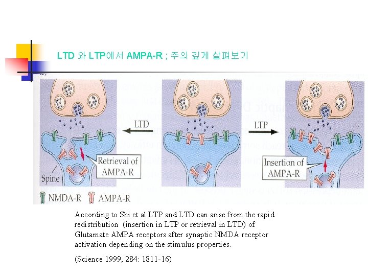 LTD 와 LTP에서 AMPA-R ; 주의 깊게 살펴보기 According to Shi et al LTP
