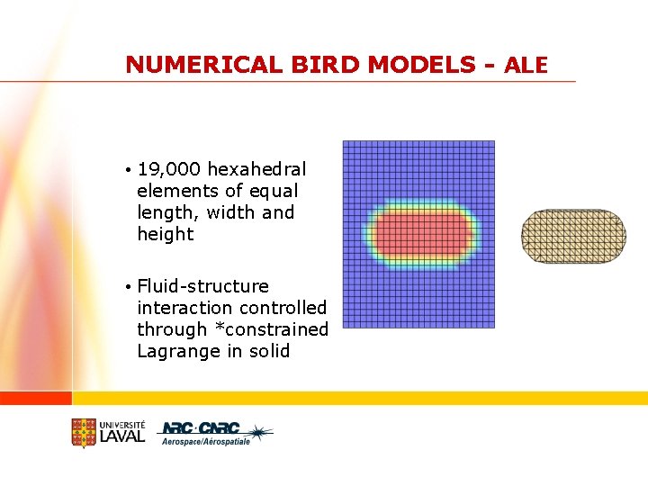 NUMERICAL BIRD MODELS - ALE • 19, 000 hexahedral elements of equal length, width