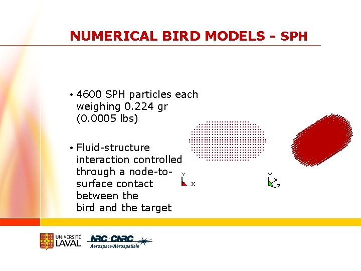 NUMERICAL BIRD MODELS - SPH • 4600 SPH particles each weighing 0. 224 gr