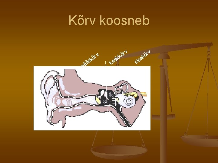 Kõrv koosneb õ rv v sk i l ä s ke k rv õ