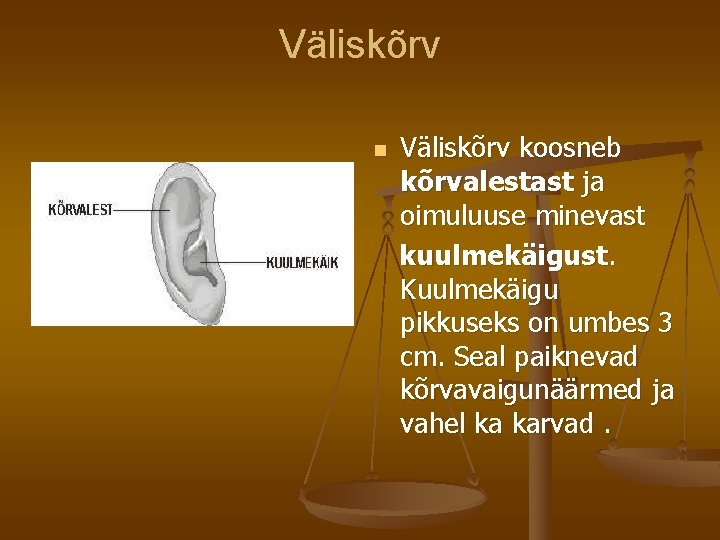 Väliskõrv koosneb kõrvalestast ja oimuluuse minevast kuulmekäigust. Kuulmekäigu pikkuseks on umbes 3 cm. Seal