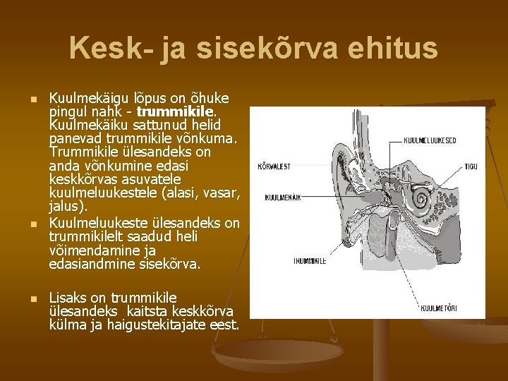 Kesk- ja sisekõrva ehitus n n n Kuulmekäigu lõpus on õhuke pingul nahk -