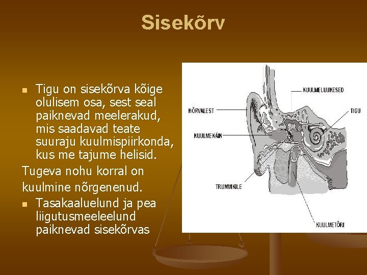 Sisekõrv Tigu on sisekõrva kõige olulisem osa, sest seal paiknevad meelerakud, mis saadavad teate