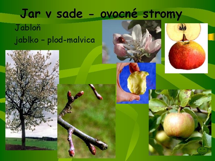 Jar v sade - ovocné stromy Jabloň jablko – plod-malvica 