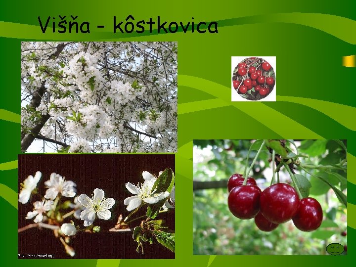 Višňa - kôstkovica 