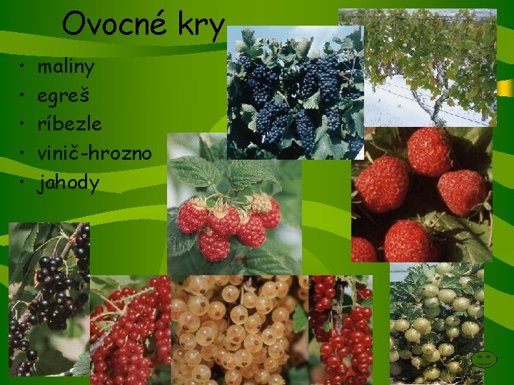 Ovocné kry • • • maliny egreš ríbezle vinič-hrozno jahody 