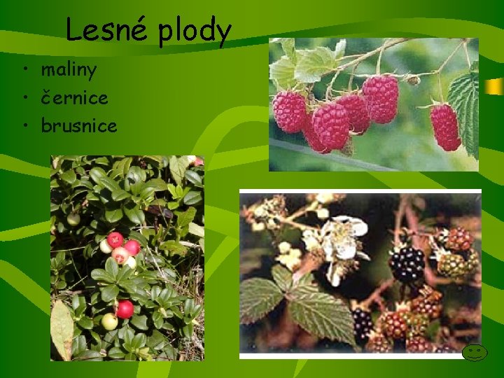 Lesné plody • maliny • černice • brusnice 