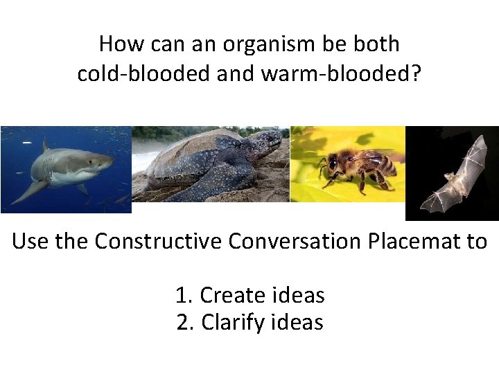 How can an organism be both cold-blooded and warm-blooded? Use the Constructive Conversation Placemat