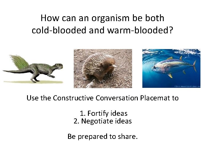 How can an organism be both cold-blooded and warm-blooded? Use the Constructive Conversation Placemat