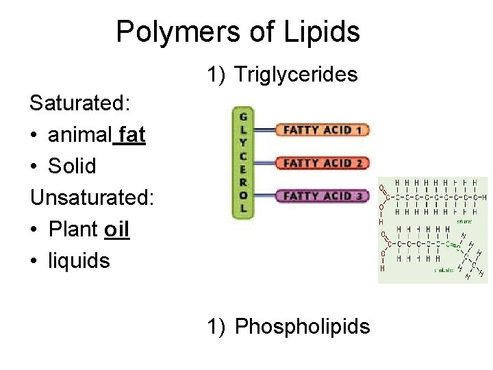 Polymers of Lipids 1) Triglycerides Saturated: • animal fat • Solid Unsaturated: • Plant