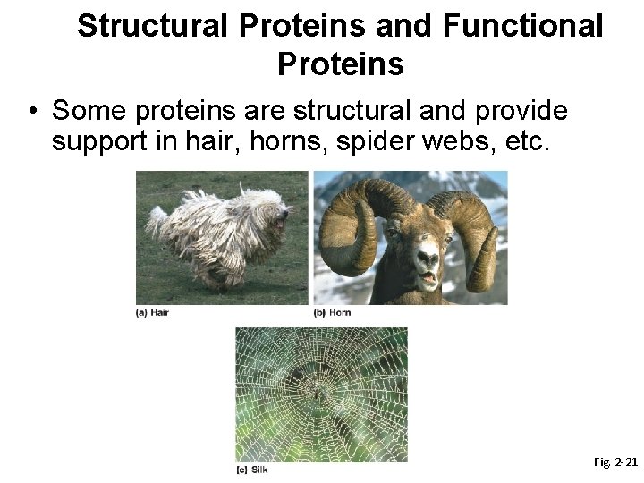 Structural Proteins and Functional Proteins • Some proteins are structural and provide support in