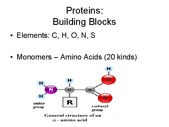 Proteins: Building Blocks • Elements: C, H, O, N, S • Monomers – Amino