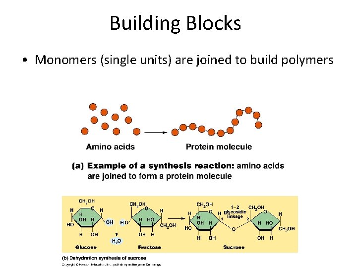 Building Blocks • Monomers (single units) are joined to build polymers 