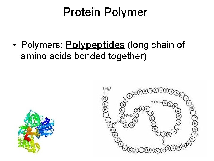 Protein Polymer • Polymers: Polypeptides (long chain of amino acids bonded together) 