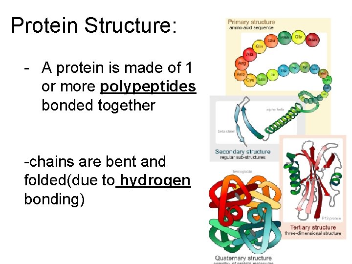 Protein Structure: - A protein is made of 1 or more polypeptides bonded together