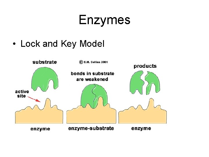 Enzymes • Lock and Key Model 