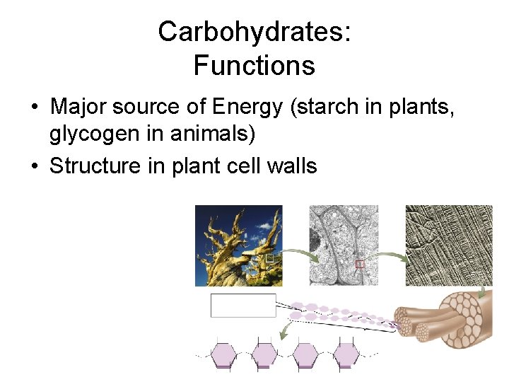 Carbohydrates: Functions • Major source of Energy (starch in plants, glycogen in animals) •