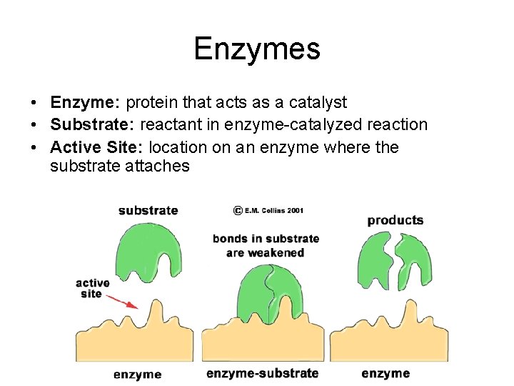 Enzymes • Enzyme: protein that acts as a catalyst • Substrate: reactant in enzyme-catalyzed