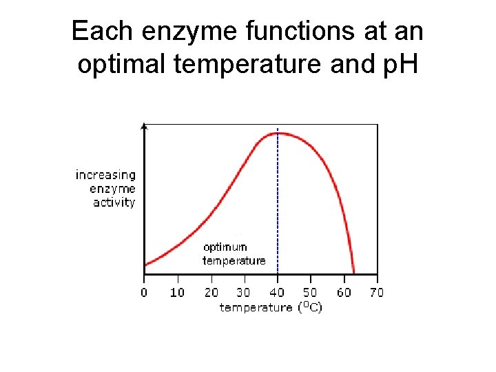 Each enzyme functions at an optimal temperature and p. H 