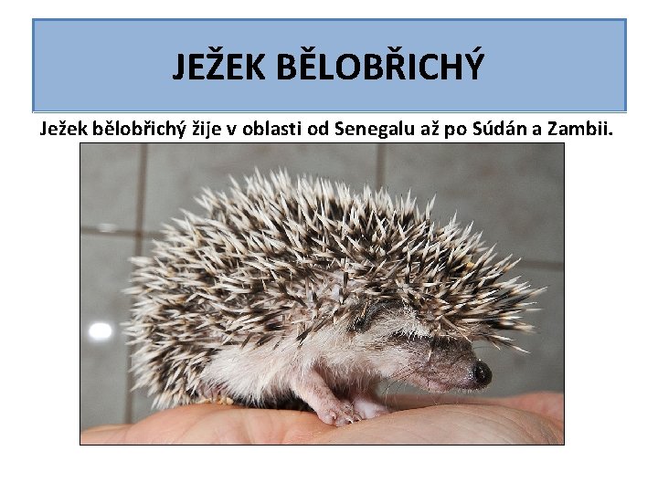 JEŽEK BĚLOBŘICHÝ Ježek bělobřichý žije v oblasti od Senegalu až po Súdán a Zambii. JEŽEK BĚLOBŘICHÝ Ježek bělobřichý žije v oblasti od Senegalu až po Súdán a Zambii.