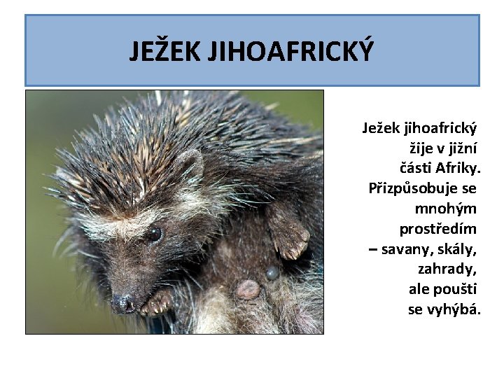 JEŽEK JIHOAFRICKÝ Ježek jihoafrický žije v jižní části Afriky. Přizpůsobuje se mnohým prostředím – JEŽEK JIHOAFRICKÝ Ježek jihoafrický žije v jižní části Afriky. Přizpůsobuje se mnohým prostředím –